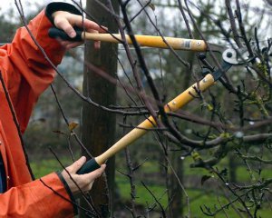 Подвоює врожай: назвали найкориснішу процедуру для саду