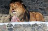Як годують левів, тигрів та коней у Київському зоопарку