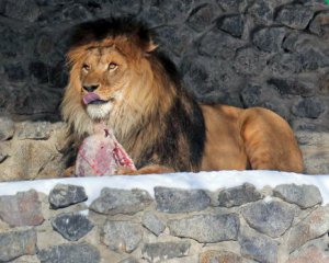 Как кормят львов, тигров и лошадей в Киевском зоопарке