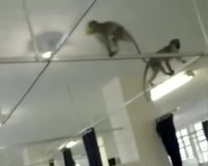 Мавпи захопили лікарню в Африці