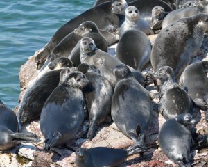 Не пугайте тюленей: граждан просят не ездить к морю