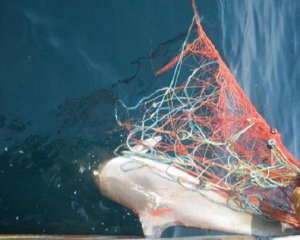 В окупованому Криму дельфіна врятували від смерті