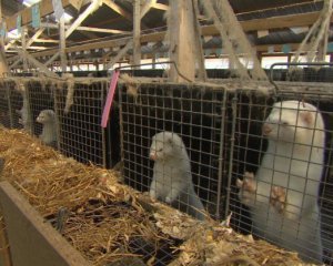В Германии зоозащитники добились закрытия все меховых ферм