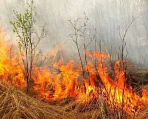 Сжигание сухой травы: количество жертв увеличивается