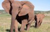 Африканські слони почали народжуватись без важливої частини тіла