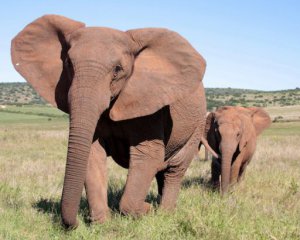 Африканские слоны начали рождаться без важной части тела