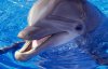 Вчені повідомляють про повне вимирання дельфінів