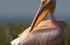 В зоопарке впервые за 50 лет родился пеликан