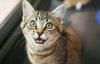 Науковці розкрили незвичайний факт про кішок