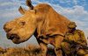 Последних белых носорогов будет защищать собака