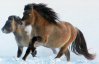 Генетики клонують вид коня, який вимер 4 тис. років тому