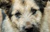 "Передовий" пес попереджає військових про міни та ворожі обстріли