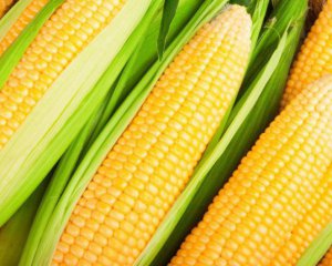 Украина экспортировала рекордное количество кукурузы