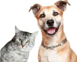 Собаки против кошек: чьи хозяева чувствуют себя счастливее