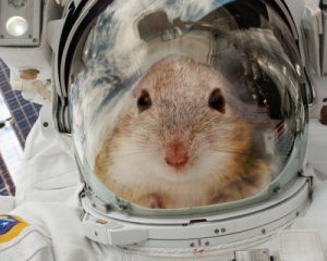 Як поводяться миші в космосі