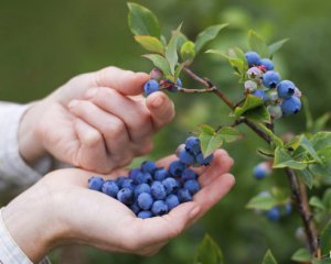 Назвали вкусную пищу, которая улучшит зрение