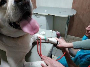 Клещи атакуют - собаки нуждаются в донорах крови
