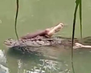 Крокодил затянул мужчину под воду и плавал с его телом в зубах