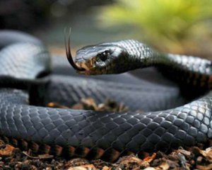 На Полтавщині стався перший напад змії
