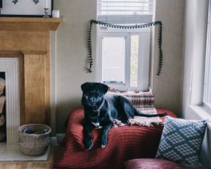 Куди прилаштувати домашніх улюбленців на свята