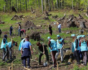 В Украине начали массово засаживать разрушеные леса