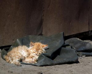 Массовое убийство кошек: власть рассказала о своих смертельные планы