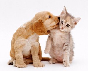 У Києві зменшиться кількість бродячих тварин