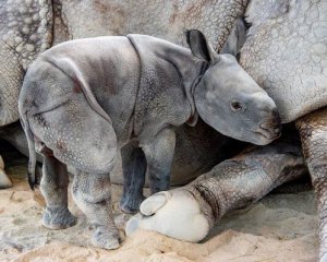 Показали детеныша редкого носорога