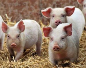 Дешевого мяса не будет: объяснили, почему дорожает свинина