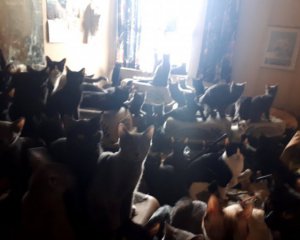 Чоловік жив із 300 котами в квартирі