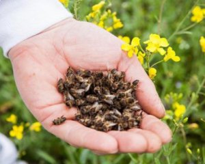 У Володарському та Ставищенському районах загинули бджоли