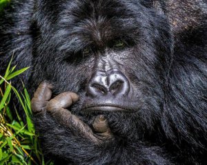 В сети показали, как гориллы забавно прячутся от дождя