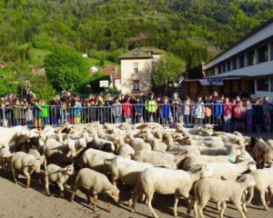 У французькій школі учнями стали 15 баранів