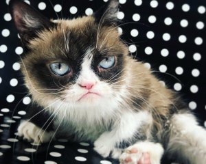 Умерла легендарная кошка-мем Grumpy Cat