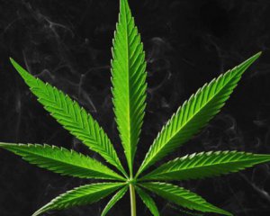 У Раді зареєстрували законопроект про легалізацію марихуани