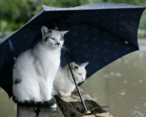 Дощ з дощем: синоптик дала невтішний прогноз погоди
