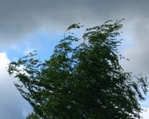 Під час негоди дерево впало під колеса легковика - відео