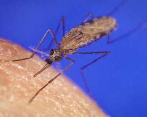 Рассказали, какая группа крови привлекает комаров больше всего