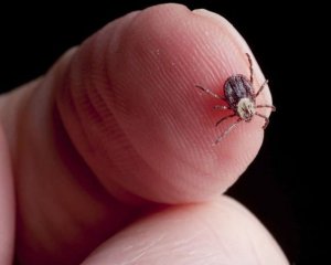 Назвали приховані симптоми хвороби Лайма
