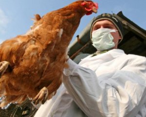 Вчені зрозуміли, як запобігти поширенню пташиного грипу