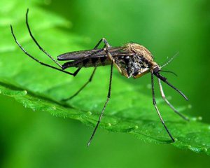 Як захиститися від комарів