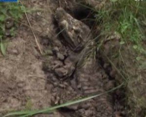 Поблизу села знайшли мертвого крокодила