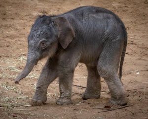 Слоненя плаває в басейні: зворушливе відео з Київського зоопарку