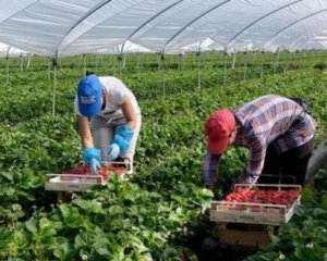Робота на літо: скільки платять в аграрній сфері