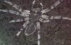 Светились глаза - ученые раскопали остатки неизвестных насекомых