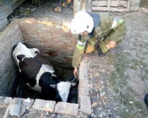 Тільна корова впала до ями - рятували 4 години
