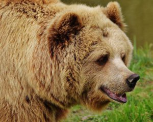 В Киевском зоопарке для медведей поставили гамак