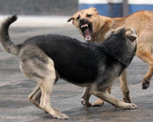 Зграя диких собак тероризує Щербані