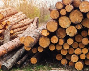 Европа снова хочет покупать украинскую древесину