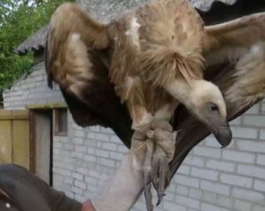 В украинском городе поймали птицу с 2-метровым размахом крыльев